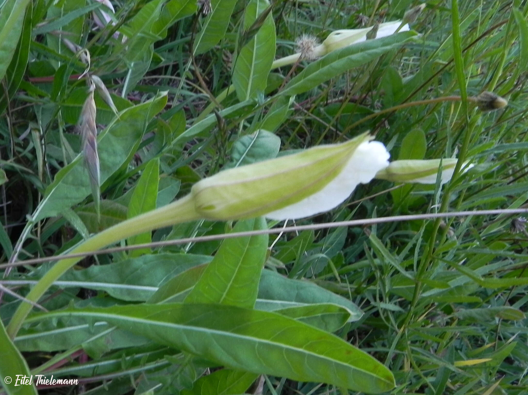 Слика од Oenothera acaulis Cav.