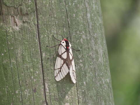 صورة Areas galactina formosana Okano 1960