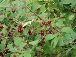 Image of dwarf honeysuckle