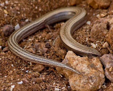 Image of Cylindrical Skink