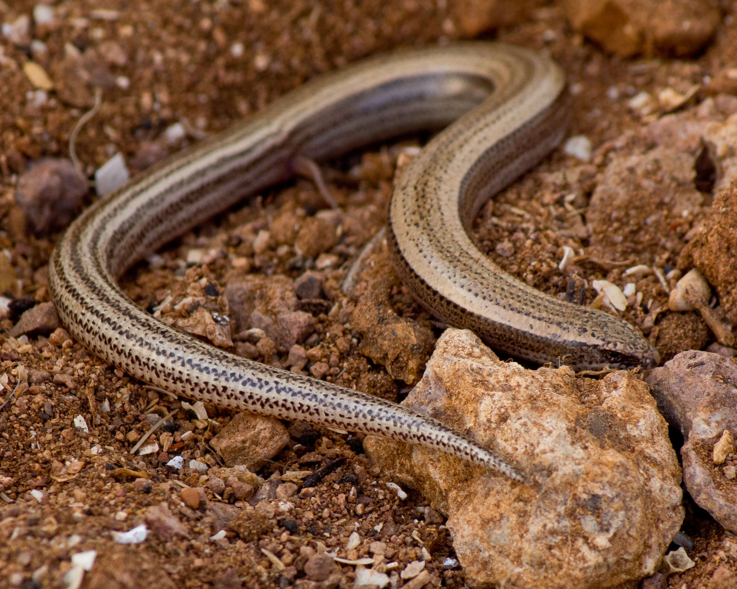 Plancia ëd Chalcides mauritanicus (Duméril & Bibron 1839)