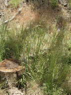 Image of spike bentgrass