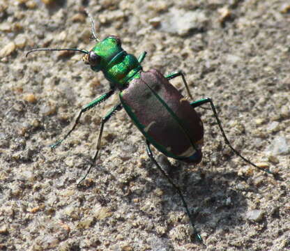 Imagem de Cicindela (Cicindela) splendida Hentz 1830