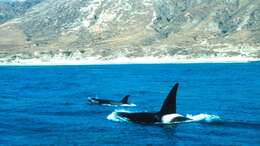 Image of killer whale