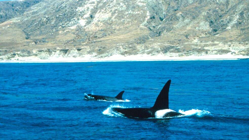 Image of killer whale