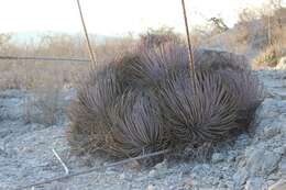 Agave striata subsp. striata resmi