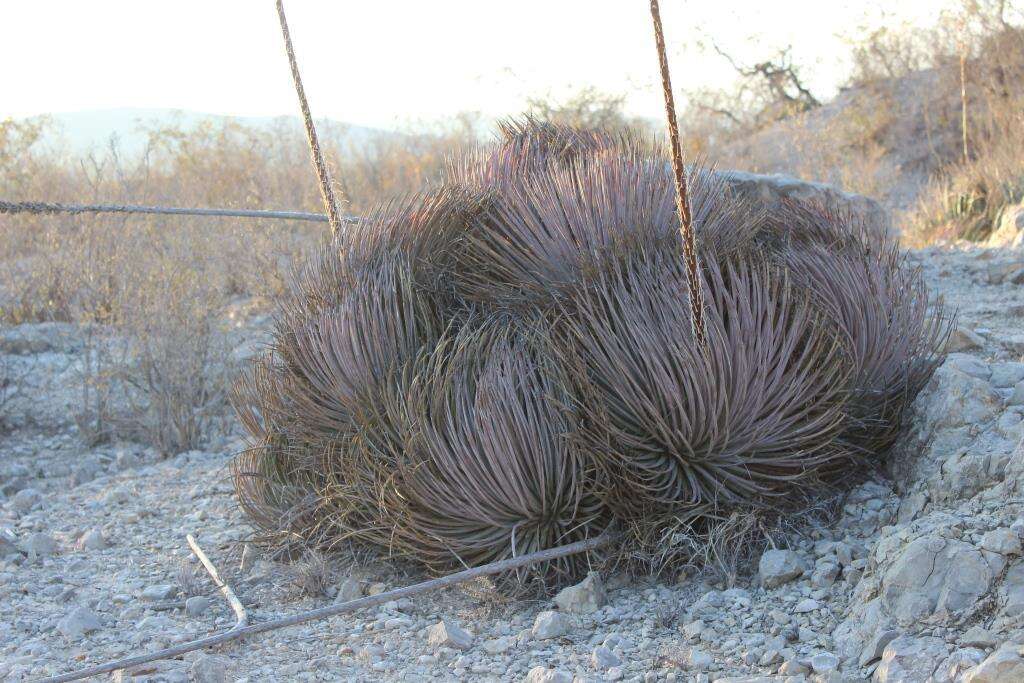 صورة Agave striata subsp. striata