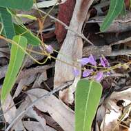 Hardenbergia violacea (Schneev.) Stearn resmi