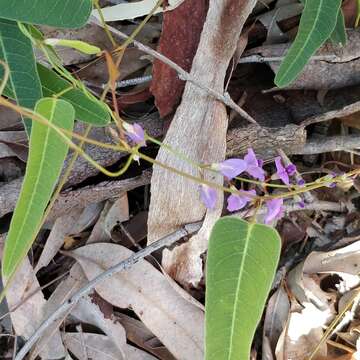 Image of coral-pea