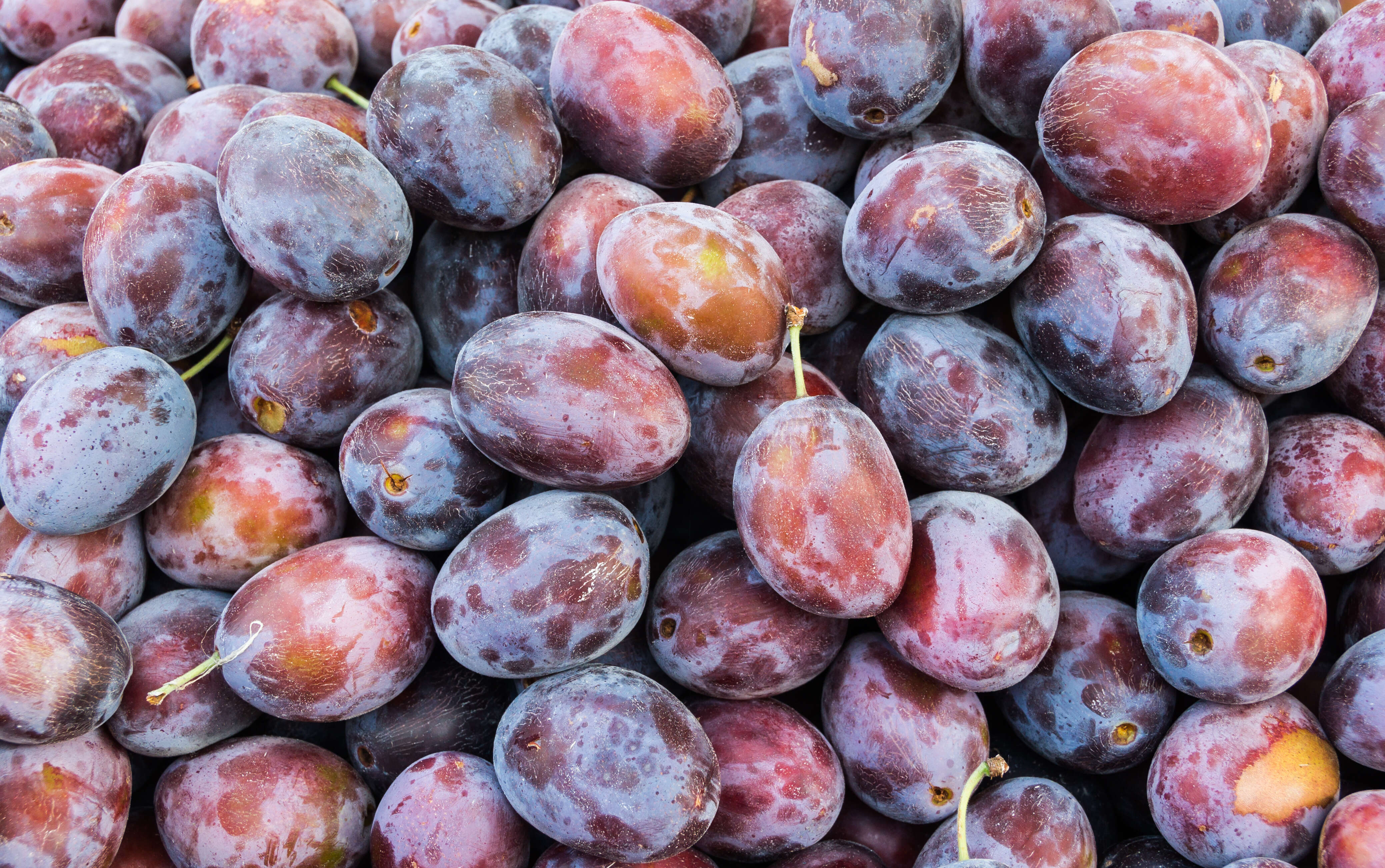 Image of Prune plum