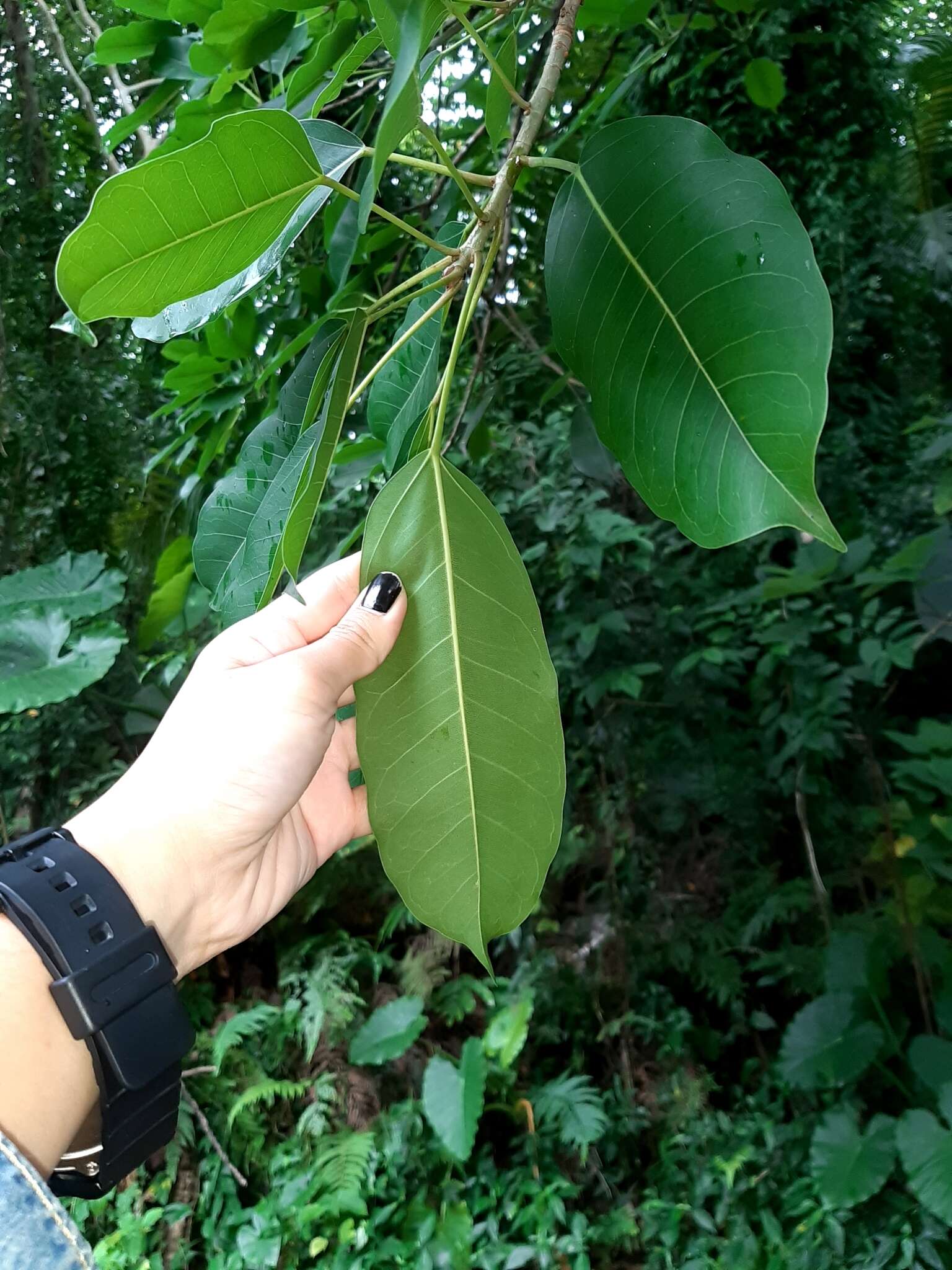 Plancia ëd Ficus caulocarpa Miq.