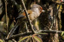 صورة Actinodura egertoni Gould 1836