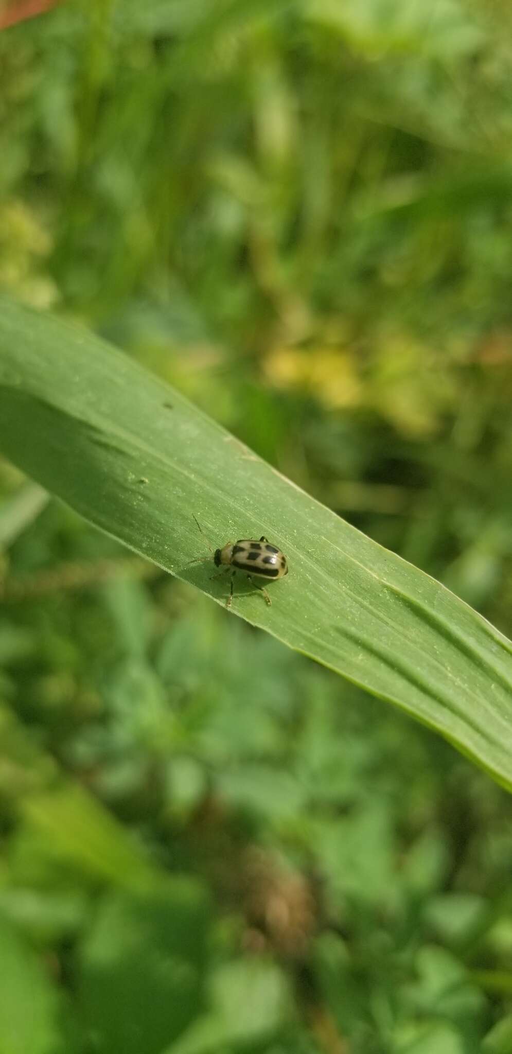 Sivun Cerotoma trifurcata (Forster 1771) kuva