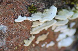 Image of Trametes hirsuta (Wulfen) Lloyd 1924