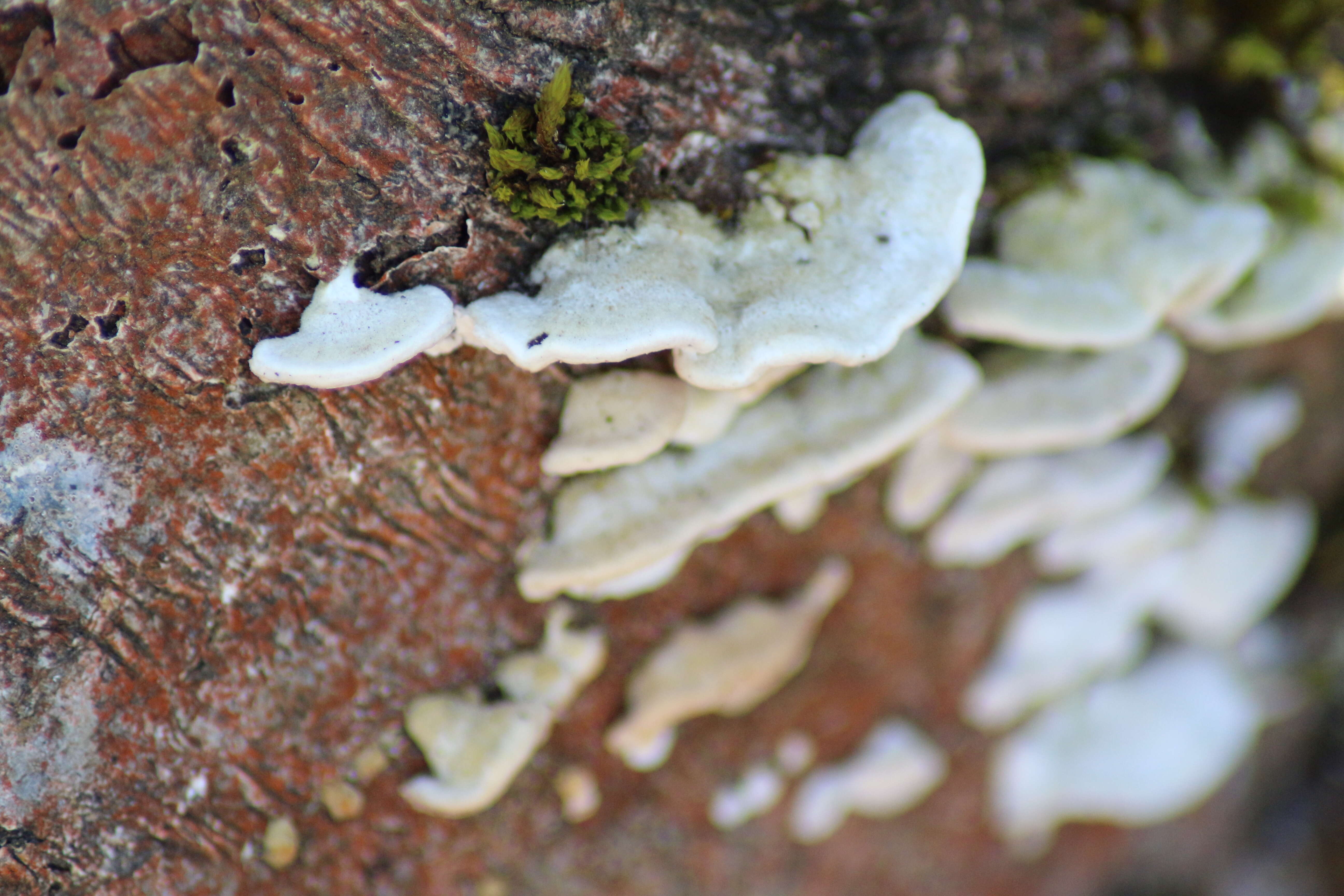 Trametes hirsuta (Wulfen) Lloyd 1924 resmi