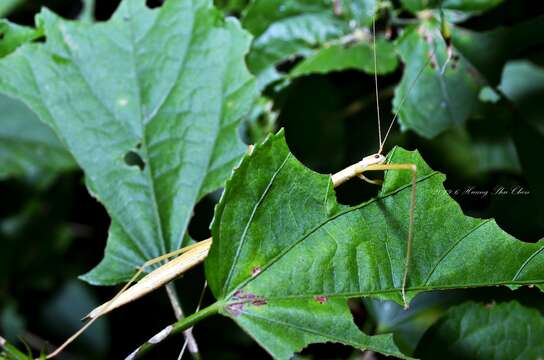 Image of Stick insect