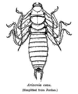 Image of Arixeniidae