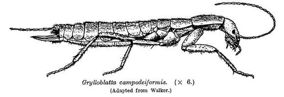 Image de Grylloblatta campodeiformis Walker 1914