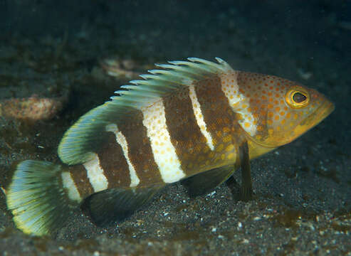 Image of Banded Grouper