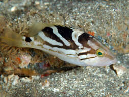 Image of Banded-cheek Reef-cod