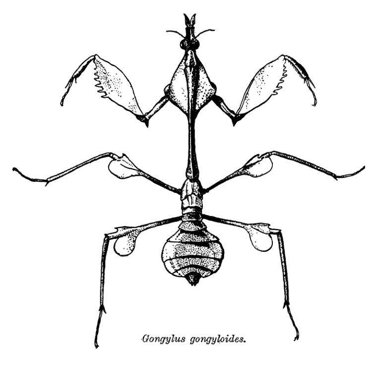 Image of Gongylus