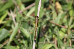 Image of Erythrodiplax nigricans (Rambur 1842)