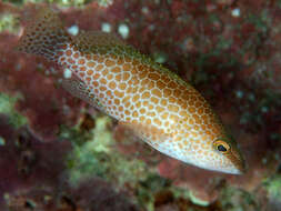 Image of Brown-spotted Grouper