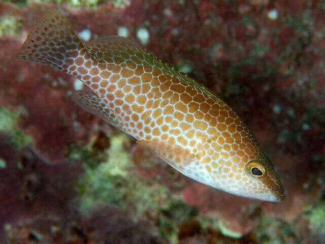 Image of Brown-spotted Grouper