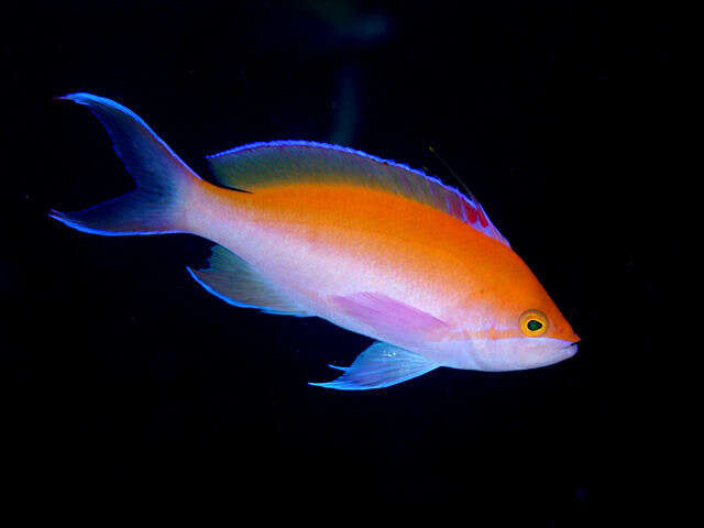 Image of bicolor anthias