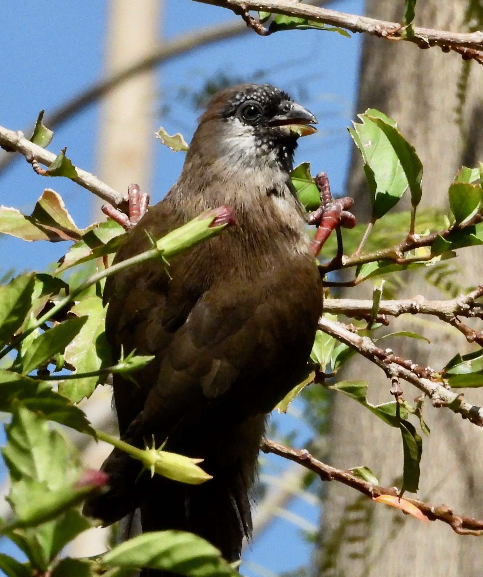 Colius castanotus Verreaux, J, Verreaux & E 1855 resmi