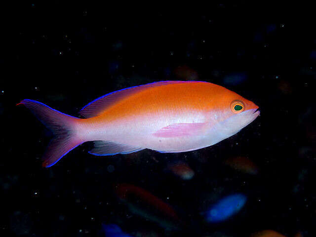 Image of bicolor anthias