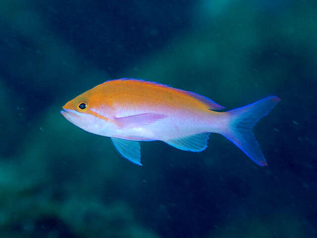 Image of bicolor anthias