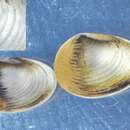 Image of giant pea mussel