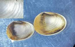 Image of giant pea mussel