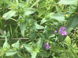 Image of earleaf false foxglove