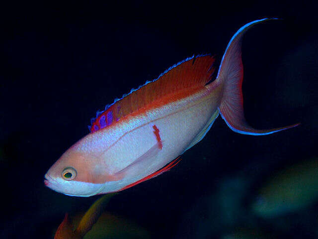 Image of Red-bar anthias