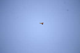 Image of Spotted Kestrel