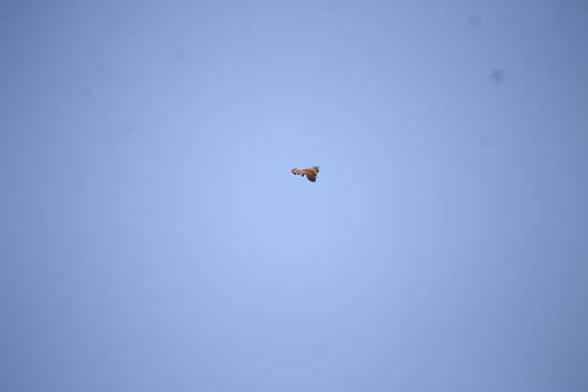 Image of Spotted Kestrel