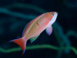 Image of Red-bar anthias