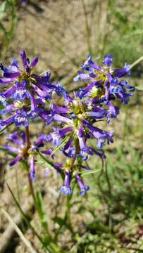 Image of Sierra beardtongue