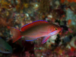 Image of Red-bar anthias