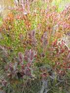 Image of Leucadendron radiatum Phillips & Hutchinson