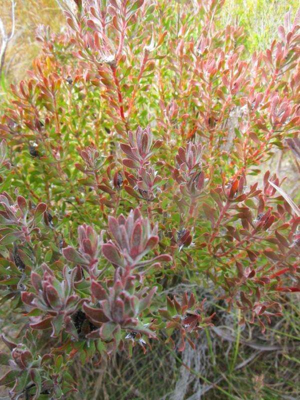 Image of Leucadendron radiatum Phillips & Hutchinson