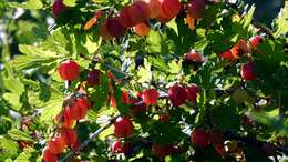 Image of European gooseberry