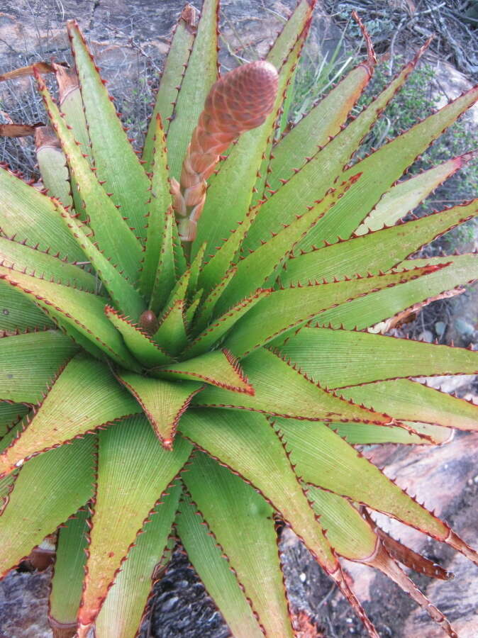 Imagem de Aloe lineata var. muirii (Marloth) Reynolds