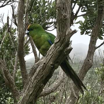 Image of Chatham Parakeet