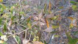 Image of Hakea anadenia Haegi