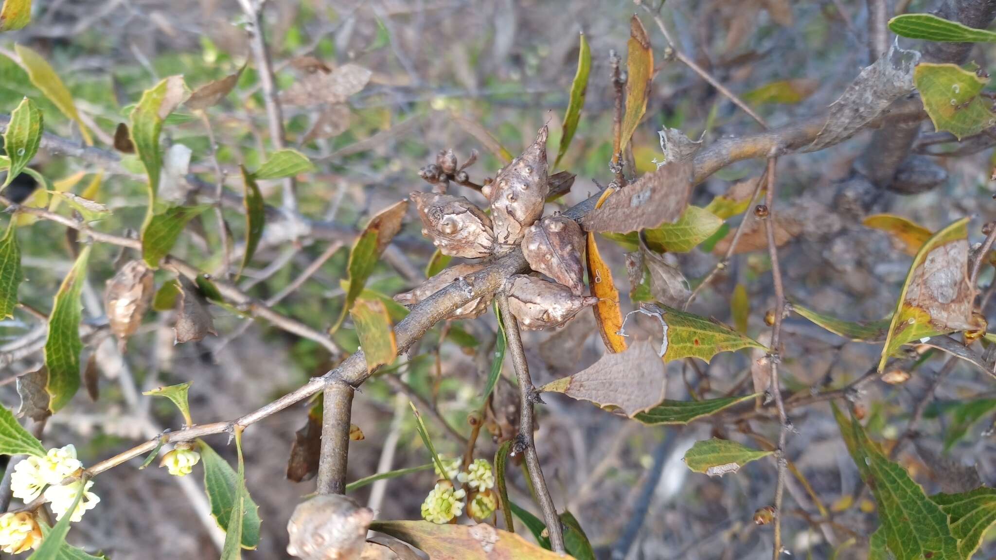 Image of Hakea anadenia Haegi