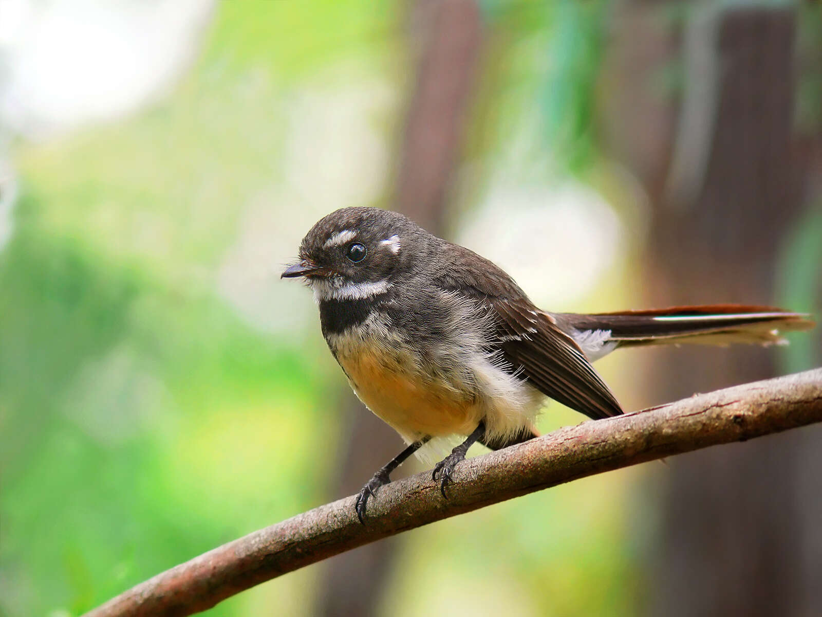 Image of Grey Fantail