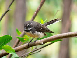 Image of Grey Fantail